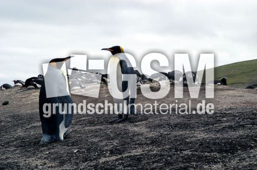 Königspinguin (4 von 84).jpg